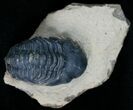 Bargain Reedops Trilobite - Inches #6913-4